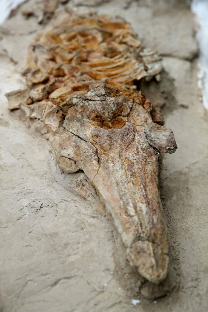 9806796fbf24be5b157bb1a3ba43d638c249e482w-683x1024-1 Perú presenta un "delfín" de más de nueve millones de años hallado en el desierto costero - 9806796fbf24be5b157bb1a3ba43d638c249e482w-683x1024