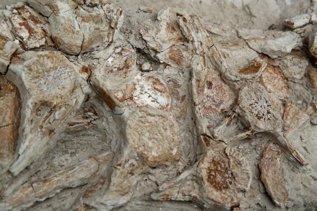 a5b7b32526b243d5dae75be5b1ddd7cb7983821ew-1024x683-1 Perú presenta un "delfín" de más de nueve millones de años hallado en el desierto costero - a5b7b32526b243d5dae75be5b1ddd7cb7983821ew-1024x683