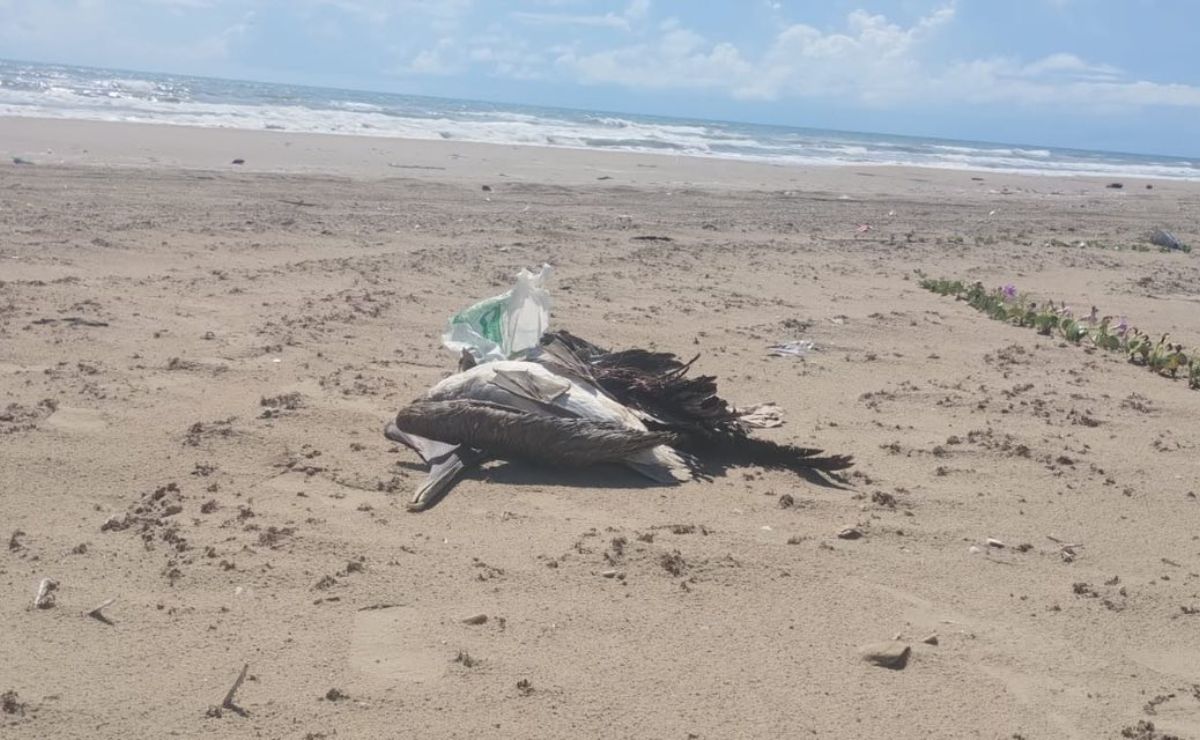 Detectan gripe aviar en playa de Matamoros; sepultan 400 aves