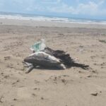 Detectan gripe aviar en playa de Matamoros; sepultan 400 aves Detectan gripe aviar en playa de Matamoros; sepultan 400 aves