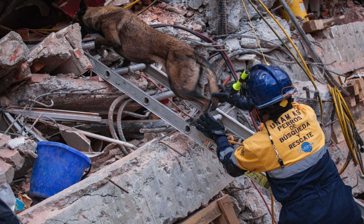 binomios-caninos-de-rescate-de-la-unam 19 de septiembre de 1985: ¿cuánto ha avanzado la tecnología en materia de sismos? - binomios-caninos-de-rescate-de-la-unam