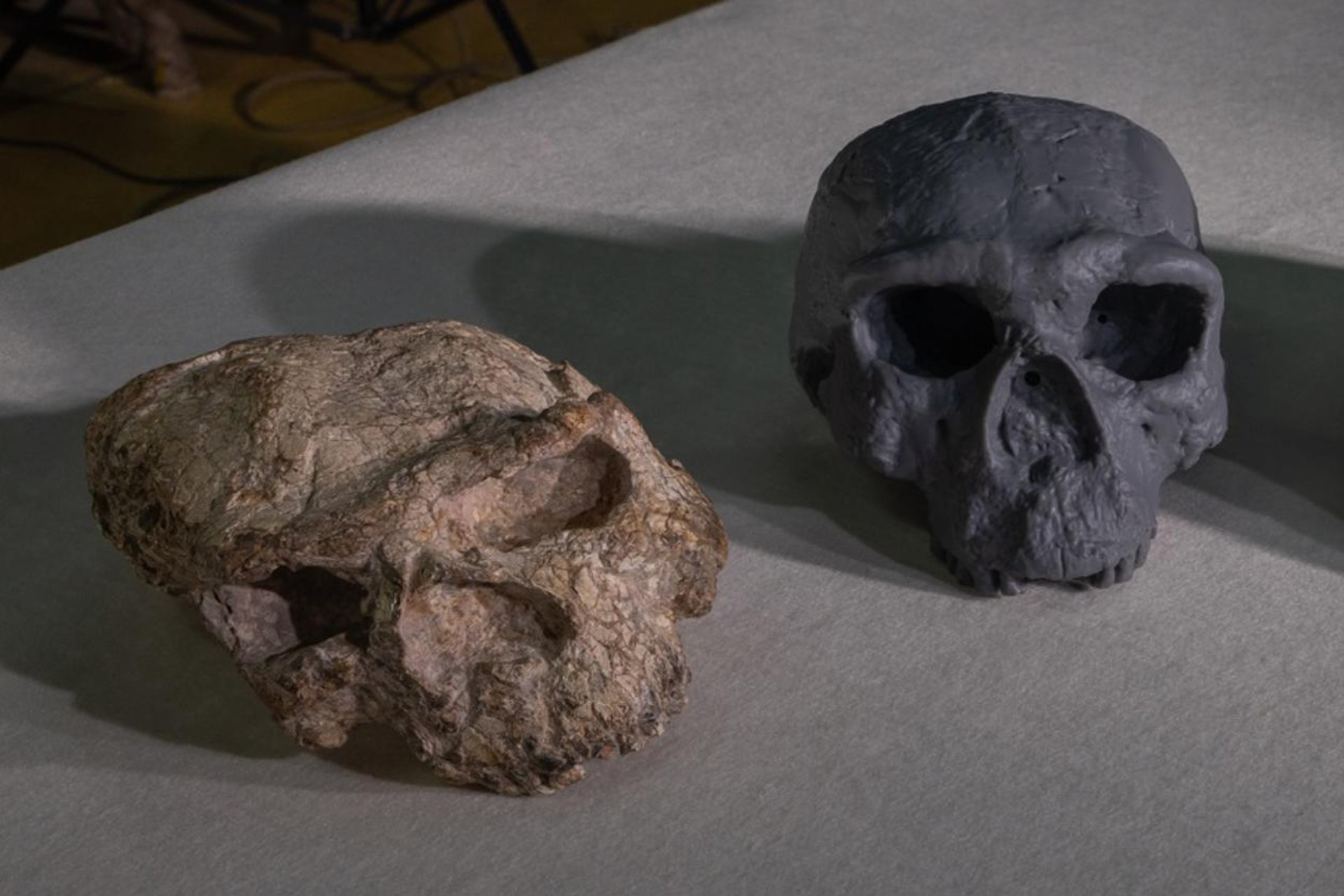 Reconstrucción de un cráneo de un millón de años podría replantear la evolución humana