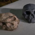 Reconstrucción de un cráneo de un millón de años podría replantear la evolución humana Reconstrucción de un cráneo de un millón de años podría replantear la evolución humana