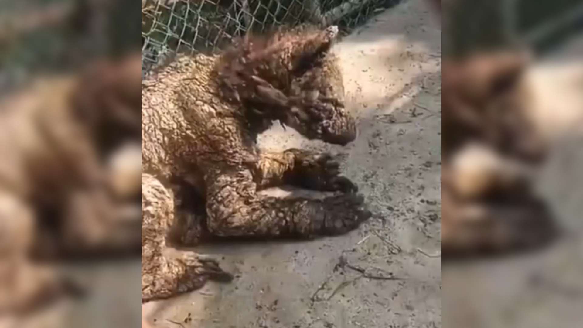 Denuncian abandono de osa parda en zoológico La Pastora; exigen intervención de Profepa