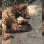 Denuncian abandono de osa parda en zoológico La Pastora; exigen intervención de Profepa Denuncian abandono de osa parda en zoológico La Pastora; exigen intervención de Profepa