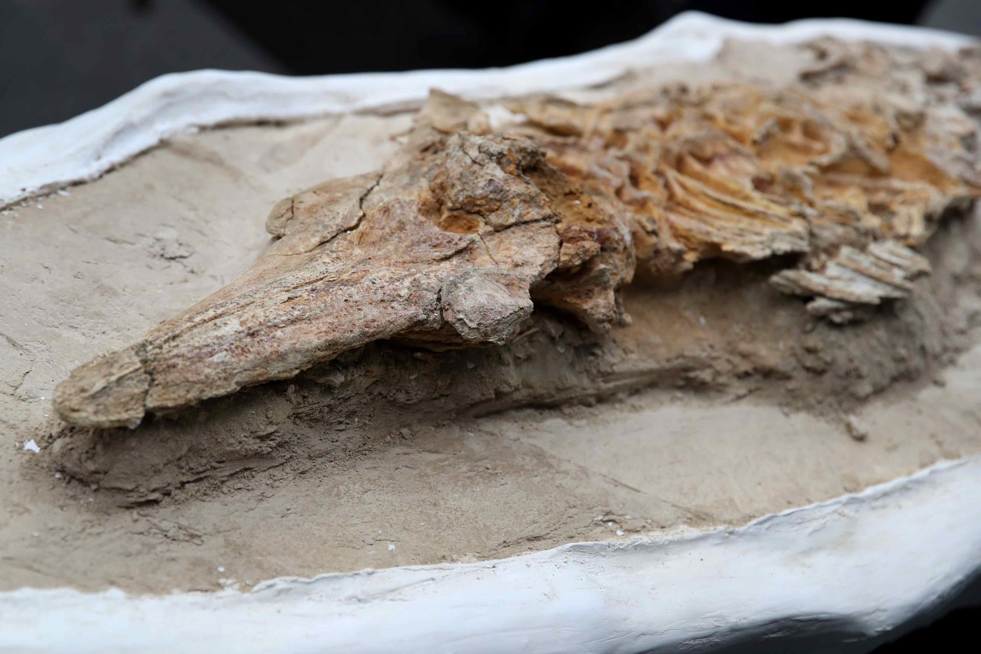 Perú presenta un “delfín” de más de nueve millones de años hallado en el desierto costero