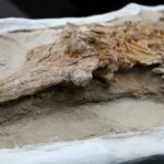 Perú presenta un “delfín” de más de nueve millones de años hallado en el desierto costero Perú presenta un “delfín” de más de nueve millones de años hallado en el desierto costero