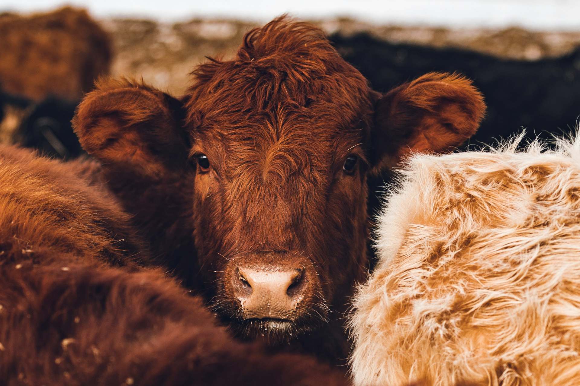 Estados Unidos alerta por caso de gusano barrenador en Sabinas Hidalgo, Nuevo León