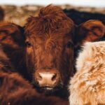 Estados Unidos alerta por caso de gusano barrenador en Sabinas Hidalgo, Nuevo León