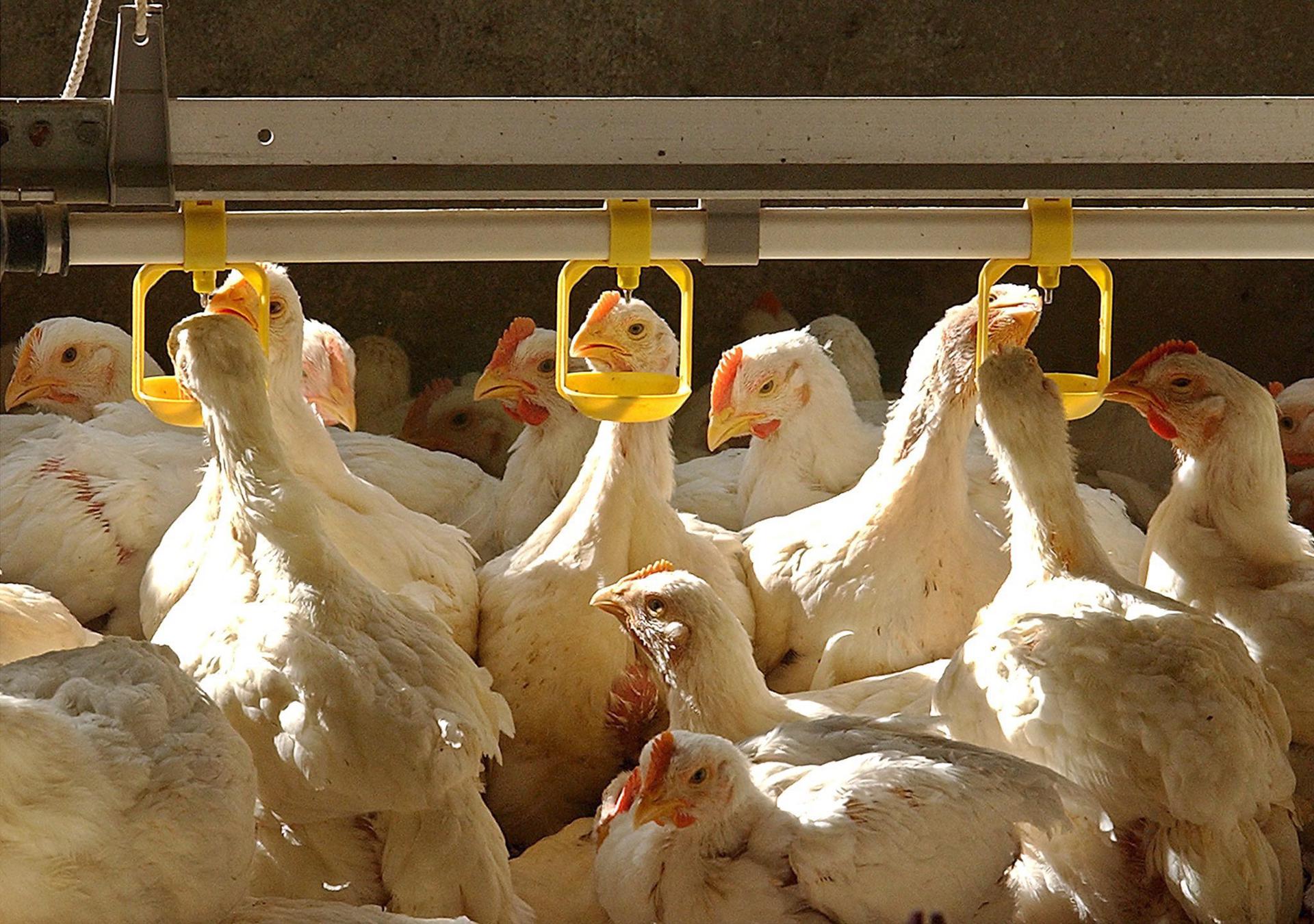 Mutaciones favorecen la propagación de la gripe aviar en EE.UU.