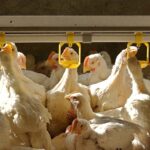 Mutaciones favorecen la propagación de la gripe aviar en EE.UU. Mutaciones favorecen la propagación de la gripe aviar en EE.UU.