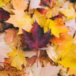 Otoño 2025: ¿a qué hora es el equinoccio?