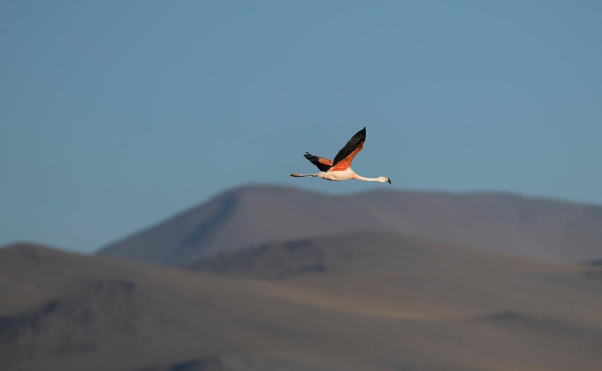 La Laguna Colorada: el santuario boliviano donde cientos de flamencos desafían condiciones extremas para su supervivencia