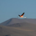 La Laguna Colorada: el santuario boliviano donde cientos de flamencos desafían condiciones extremas para su supervivencia La Laguna Colorada: el santuario boliviano donde cientos de flamencos desafían condiciones extremas para su supervivencia