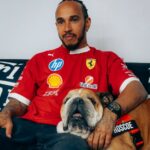 Murió ‘Roscoe’, el perrito de lewis Hamilton que cautivó a la F1