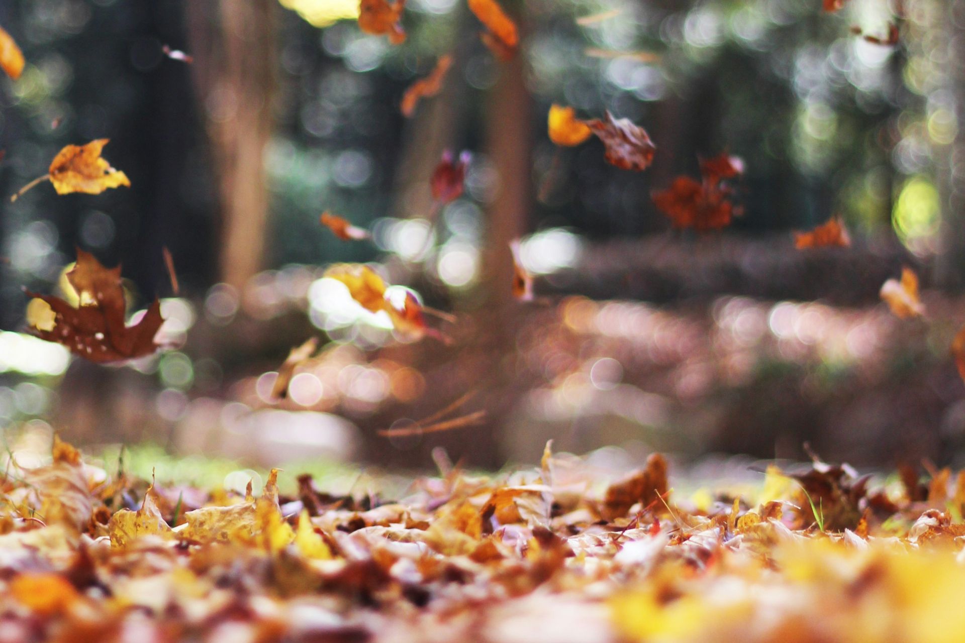 ¿Cuándo inicia el otoño en México?