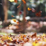 ¿Cuándo inicia el otoño en México?