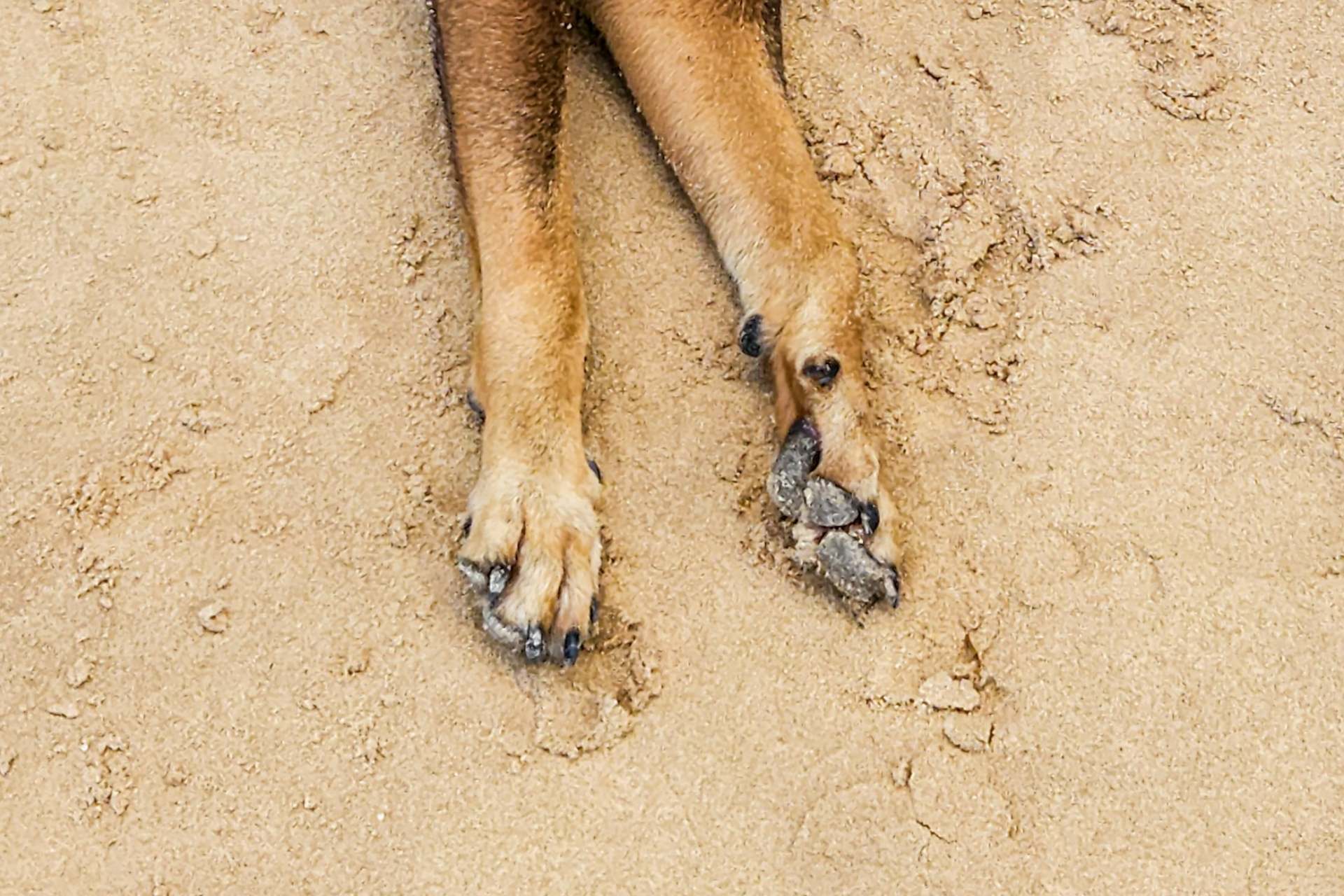 Envenenan a 20 animales en San José Iturbide, Guanajuato,