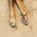Envenenan a 20 animales en San José Iturbide, Guanajuato,