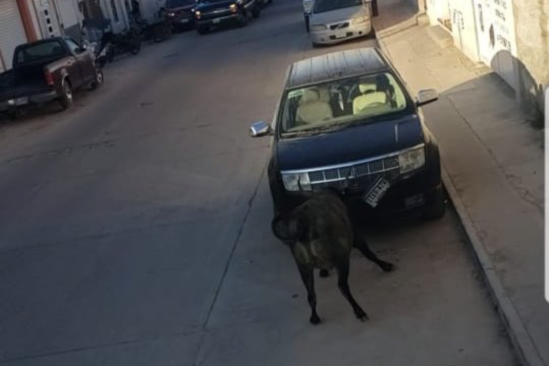 Video: Tres toros provocan el caos y destrozos en San Felipe, Guanajuato