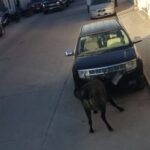 Video: Tres toros provocan el caos y destrozos en San Felipe, Guanajuato