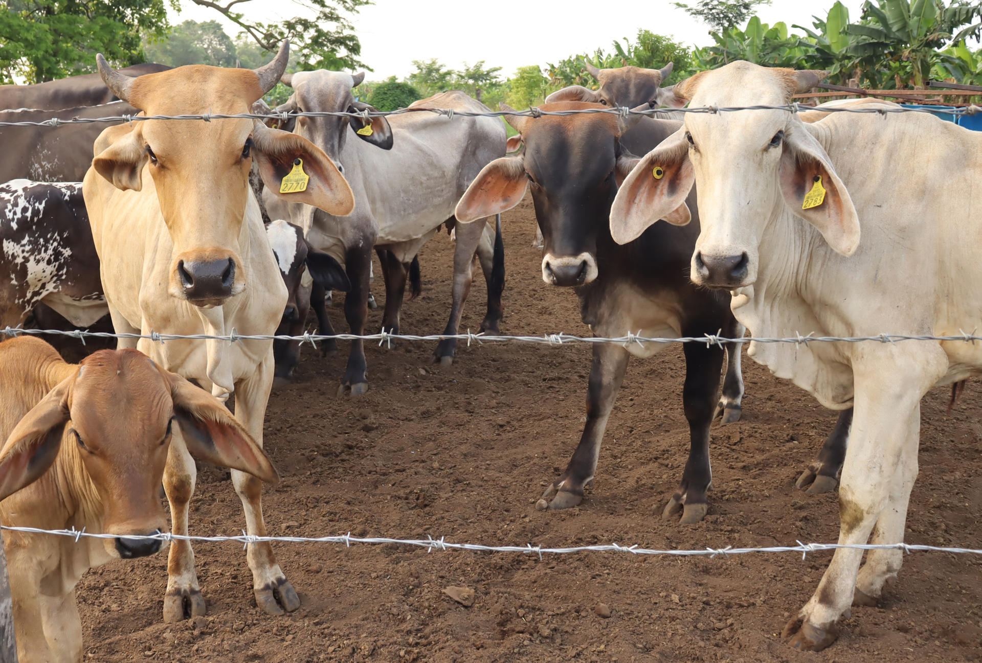 Detectan nuevo caso de gusano barrenador en el ganado en Nuevo León