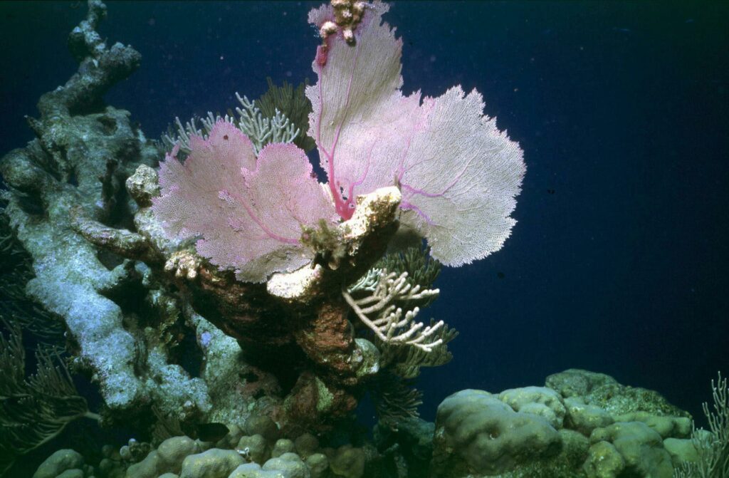 52ccb155b4394f752ea49585bd6db25a2d593cd5w-1024x671-1 Los arrecifes de coral se extinguirán si no se revierte el calentamiento global, revela informe - 52ccb155b4394f752ea49585bd6db25a2d593cd5w-1024x671