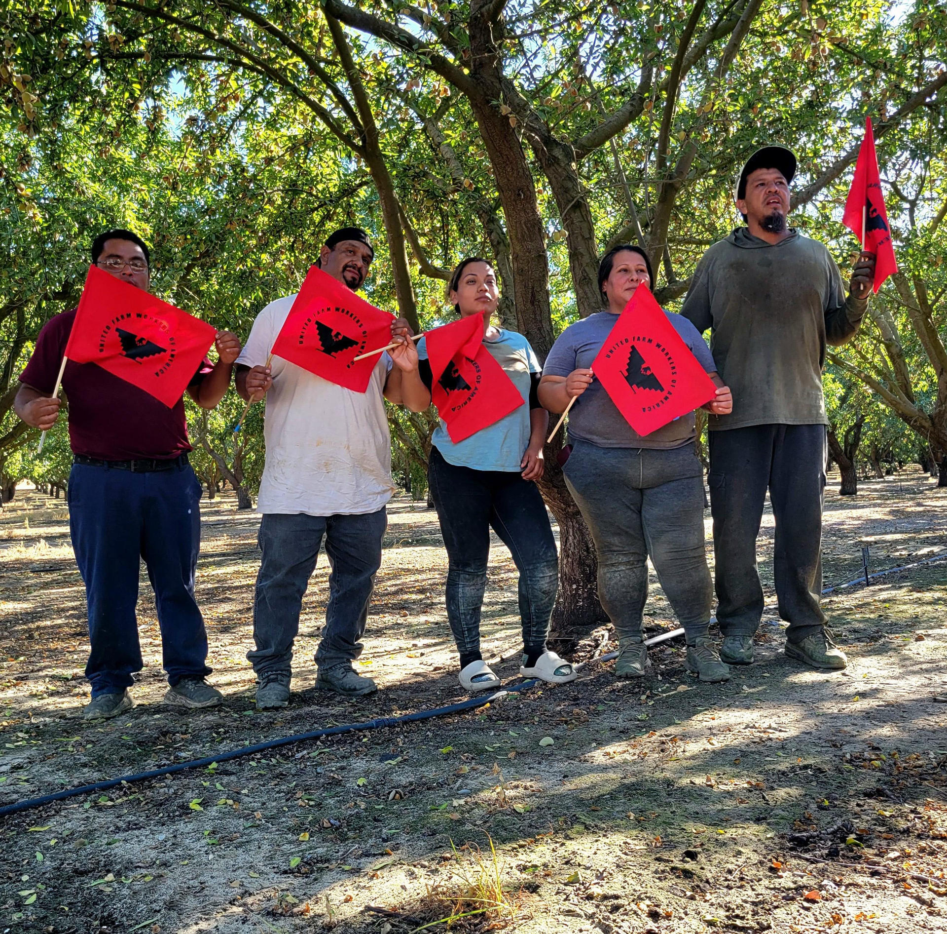 Pizcadores de tomate logran mejoras laborales en California pese a redadas migratorias