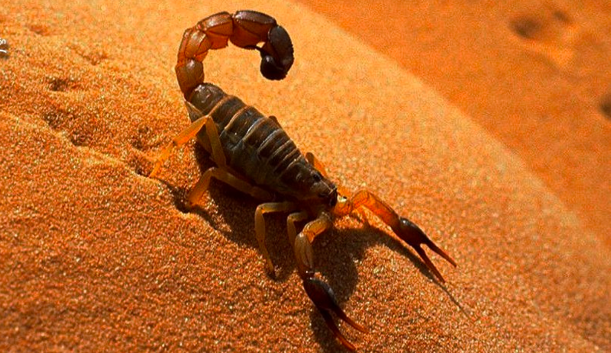 Niña muere por picadura de alacrán en Hermosillo