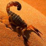 Niña muere por picadura de alacrán en Hermosillo Niña muere por picadura de alacrán en Hermosillo