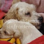 Adoptan a ‘Cereza’ y ‘Cerecito’, perritos sobrevivientes del incidente de pipa en Iztapalapa