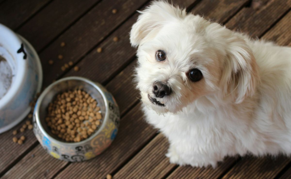 Proponen eliminar el IVA en alimentos y medicinas para mascotas Proponen eliminar el IVA en alimentos y medicinas para mascotas