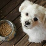 Proponen eliminar el IVA en alimentos y medicinas para mascotas Proponen eliminar el IVA en alimentos y medicinas para mascotas