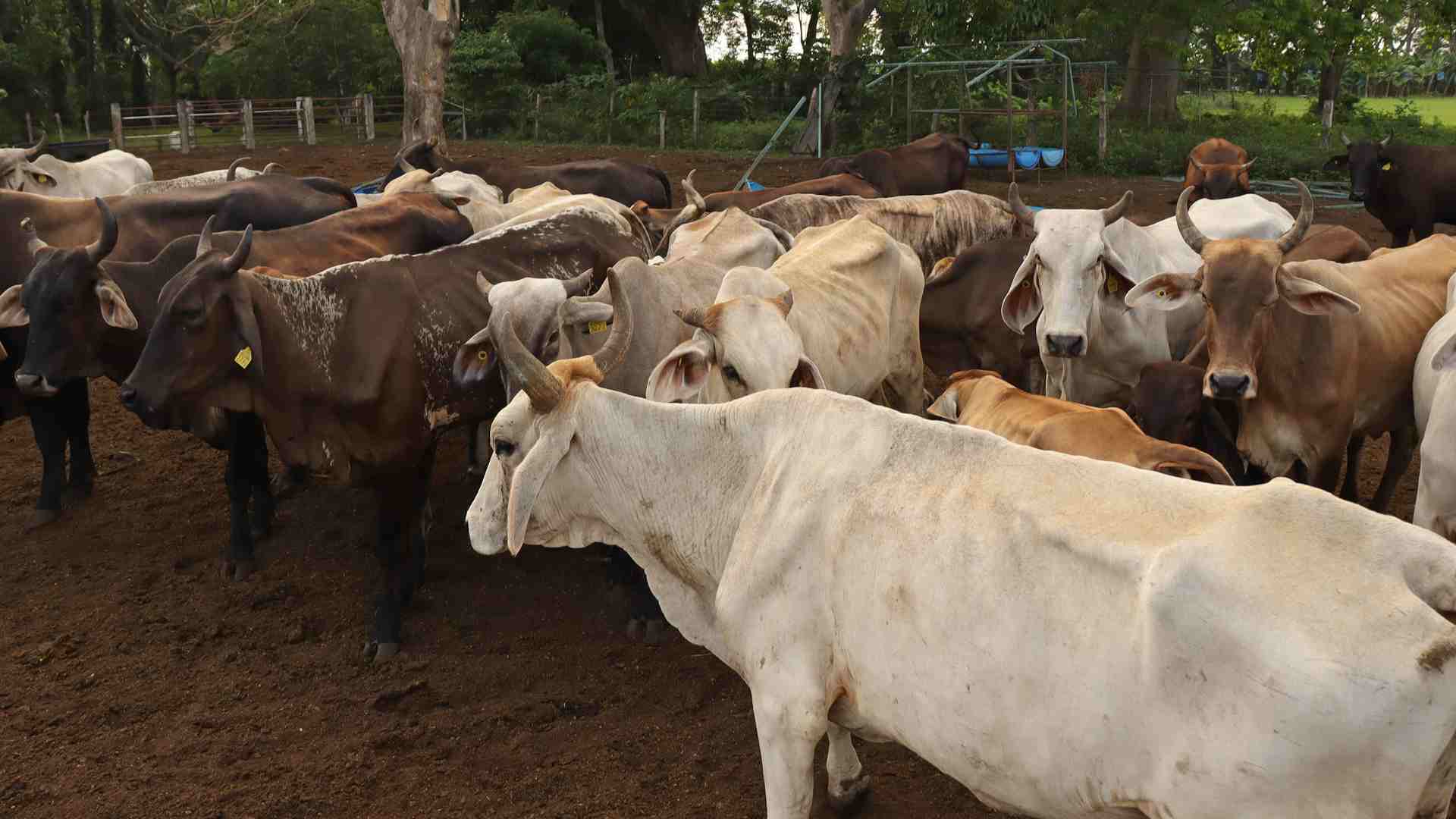 Secretaría de Agricultura intercepta otro caso de gusano barrenador en el ganado en Querétaro Secretaría de Agricultura intercepta otro caso de gusano barrenador en el ganado en Querétaro