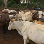 Secretaría de Agricultura intercepta otro caso de gusano barrenador en el ganado en Querétaro