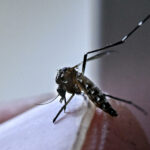 Calentamiento global récord, estrés laboral y dengue: las nuevas verdades de la ciencia climática Calentamiento global récord, estrés laboral y dengue: las nuevas verdades de la ciencia climática