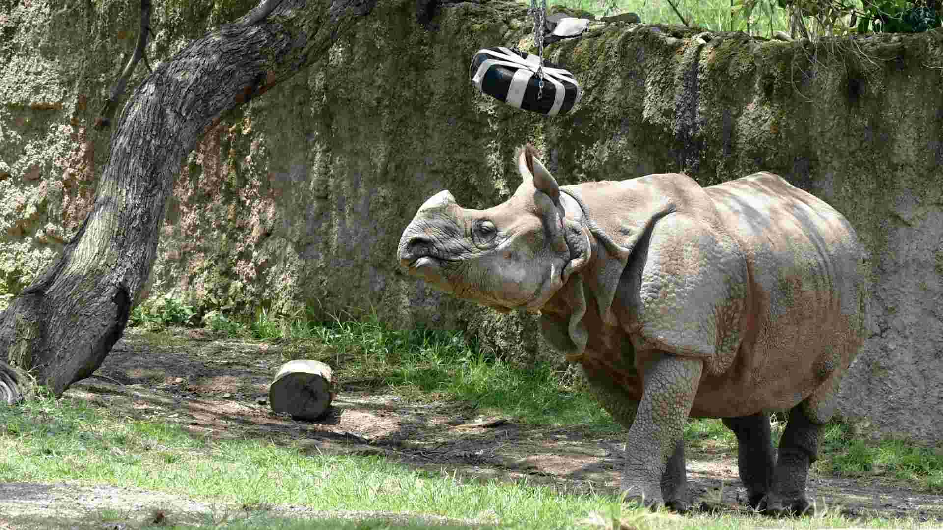 El Zoológico de Guadalajara es refugio de 300 especies, 85% en peligro de extinción