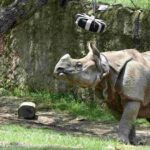 El Zoológico de Guadalajara es refugio de 300 especies, 85% en peligro de extinción El Zoológico de Guadalajara es refugio de 300 especies, 85% en peligro de extinción