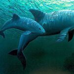México y ONG confirman el avistamiento de entre siete y diez ejemplares de vaquita marina