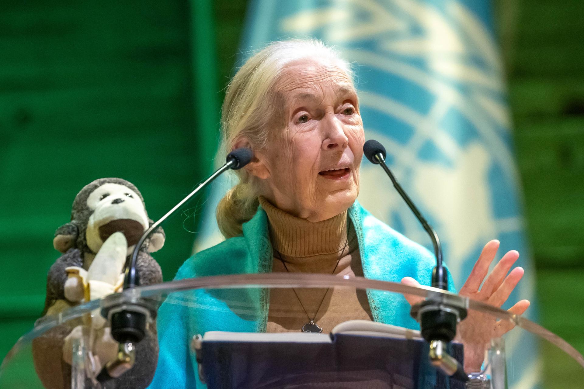 Murió Jane Goodall, científica que dedicó su vida al estudio de los chimpancés