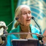Murió Jane Goodall, científica que dedicó su vida al estudio de los chimpancés Murió Jane Goodall, científica que dedicó su vida al estudio de los chimpancés