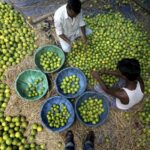 Reforzarán seguridad en Michoacán para proteger a productores de cítricos Reforzarán seguridad en Michoacán para proteger a productores de cítricos