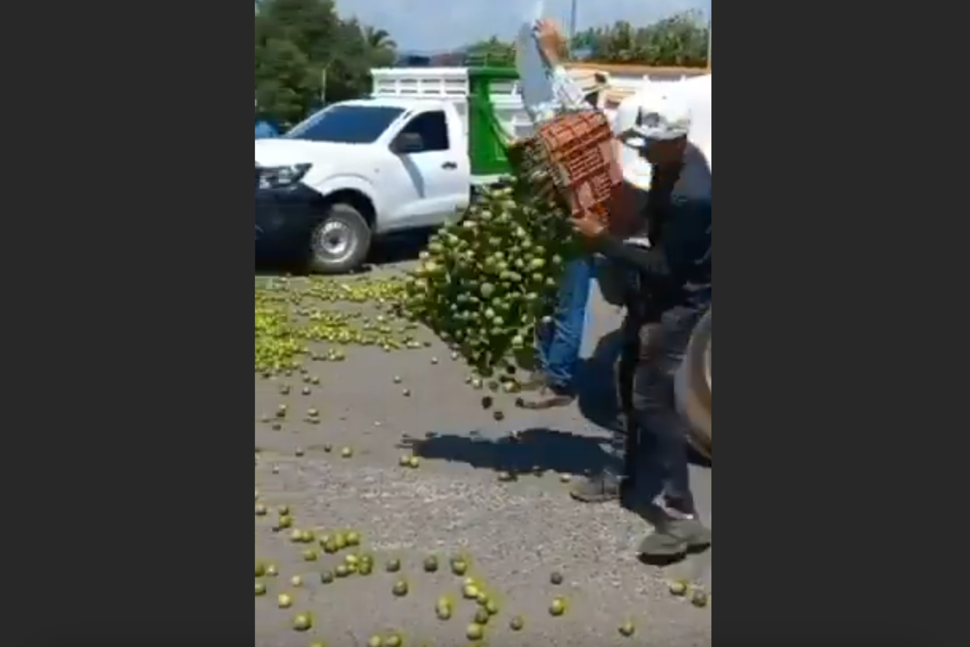 Video: Productores de Apatzingán, Michoacán, tiran kilos de limón como protesta por bajos precios Video: Productores de Apatzingán, Michoacán, tiran kilos de limón como protesta por bajos precios