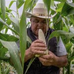 Productores de maíz amenazan con bloqueos carreteros, ¿por qué? Productores de maíz amenazan con bloqueos carreteros, ¿por qué?