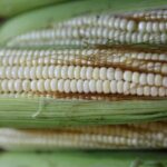 “No es una buena oferta”, dicen agricultores de Michoacán sobre acuerdo con Gobierno federal “No es una buena oferta”, dicen agricultores de Michoacán sobre acuerdo con Gobierno federal