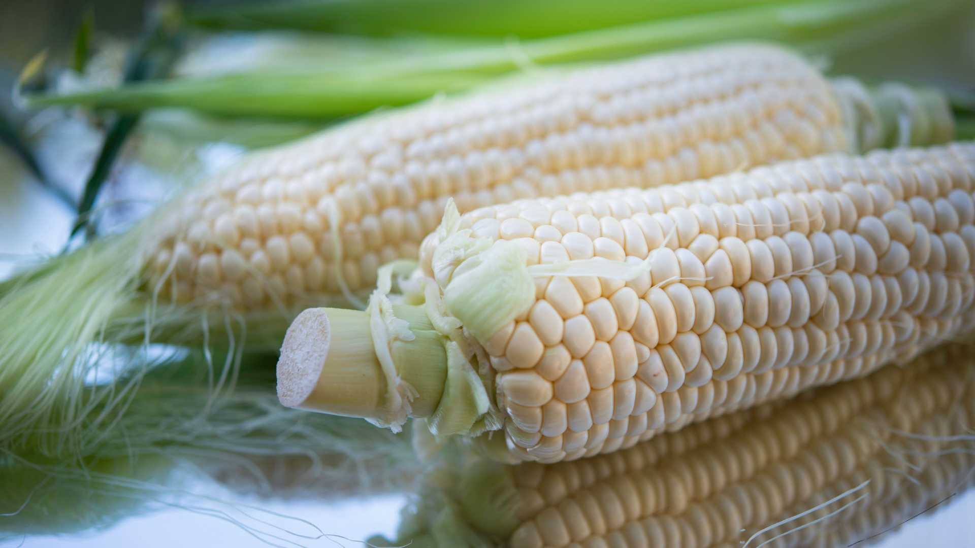 Secretaría de Agricultura anuncia acuerdo de 6 mil 50 pesos por tonelada de maíz blanco en tres estados Secretaría de Agricultura anuncia acuerdo de 6 mil 50 pesos por tonelada de maíz blanco en tres estados