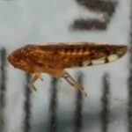 Detectan plaga en la frontera México-EE.UU., ¿qué es la Osbornellus Salsus? Detectan plaga en la frontera México-EE.UU., ¿qué es la Osbornellus Salsus?
