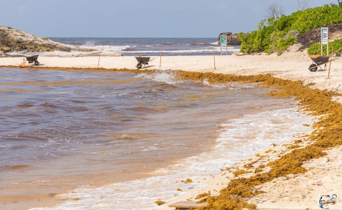 Quintana Roo y la Unión Europea fortalecen cooperación para transformar el sargazo en desarrollo sostenible Quintana Roo y la Unión Europea fortalecen cooperación para transformar el sargazo en desarrollo sostenible