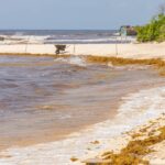 Quintana Roo y la Unión Europea fortalecen cooperación para transformar el sargazo en desarrollo sostenible