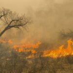 Desastres por incendios forestales aumentan en frecuencia y costo a nivel mundial